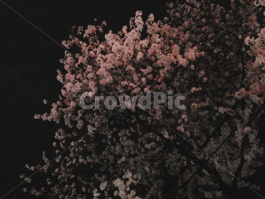 봄,벚꽃,밤,꽃,분위기