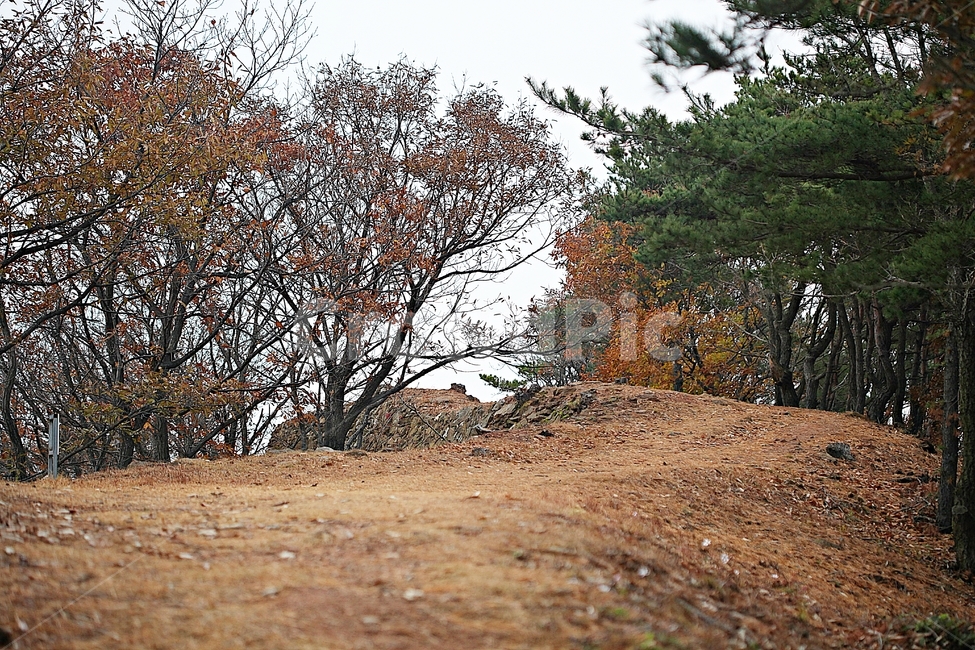 전등사,산성,성,성곽,길,둘레길,숲,숲길,담,돌담,가을,자연,풍경,식물,벽,방어벽,낙엽,단풍,가을,계절,fall,autumn,season,자연,풍경,nature,landscape