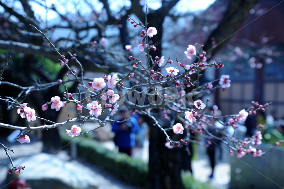 매화,사찰,봄에피는,봄소식,매화향기,식물,자연,plants,nature,꽃,flower