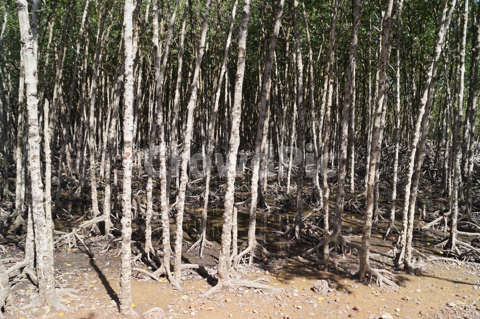 맹그로브나무,맹그로브숲,식물,나무,열대식물,자연,풍경,nature,landscape,식물,plants,나무,trees,wood,plant,tree