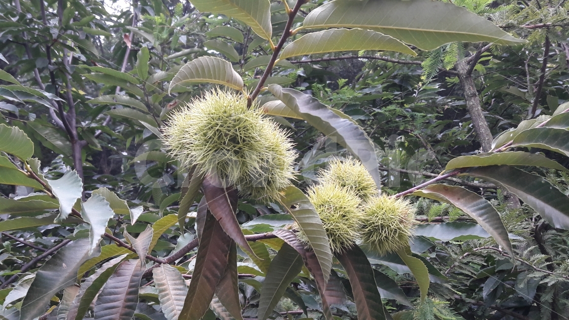알밤,나무,밤,따끔따끔,산,식물,자연,plants,nature,음식,식재료,요리,food,cook,meal,dishes,food reserves