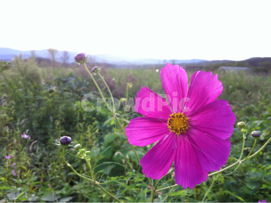 코스코스,들판,꽃,꽃잎,습지,flower,자연,풍경,가을,계절,fall,autumn,season,식물,자연,plants,nature,꽃,flower,geranium,제라늄,blossom,plant,petal