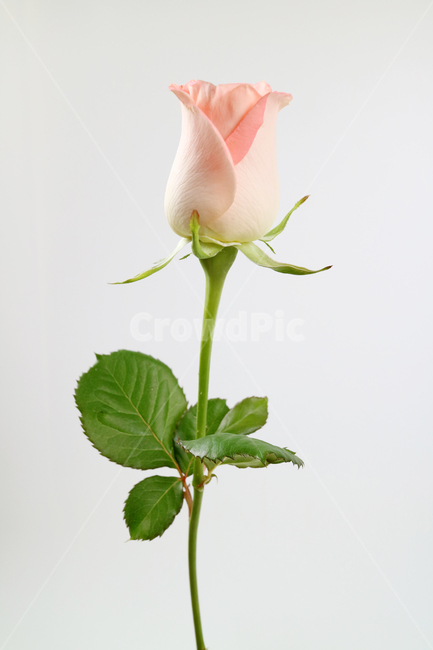 장미,장미꽃,분홍꽃,분홍장미,꽃송이,꽃봉오리,백그라운드,식물,자연,계절,봄,꽃,배경,배경이미지,내추럴,flower,nature,flora,background,핑크,분홍,pink,꽃,flower