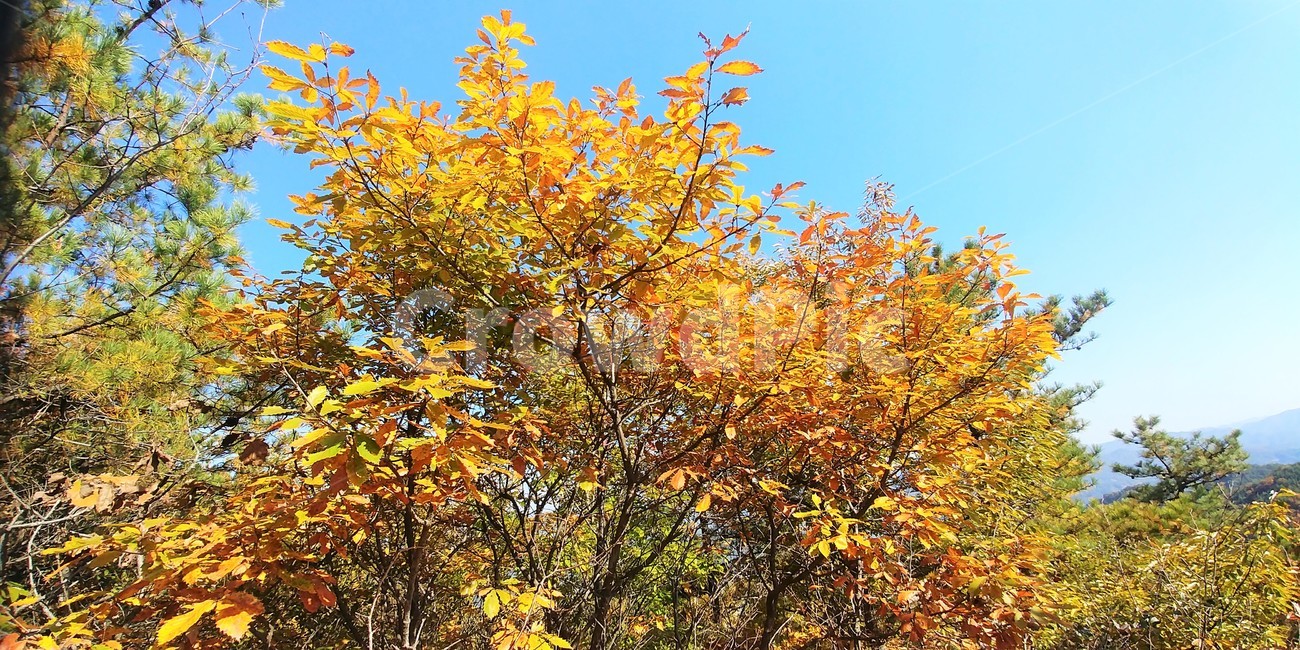 졸참나무,졸참나무단풍,참나무,가을단풍,자연,나무,가을,계절,fall,autumn,season,tree,plant,식물,leaf,잎,maple,단풍