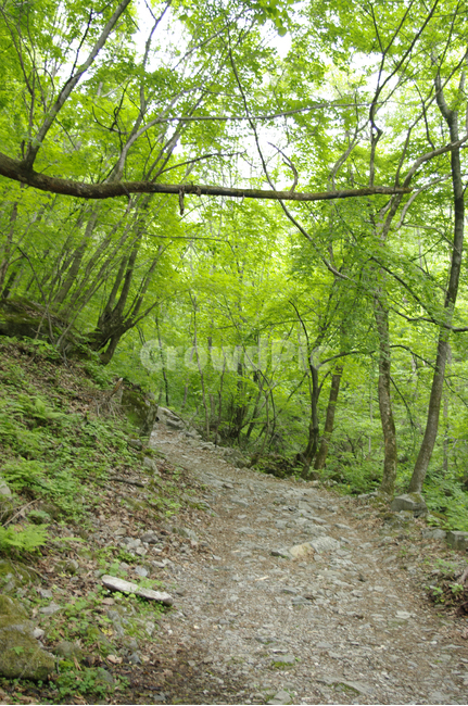 길,숲,나무,식물,산길,자연,풍경,nature,landscape,path,통로,ground,바닥,gravel,자갈,dirt road,흙길,road,도로