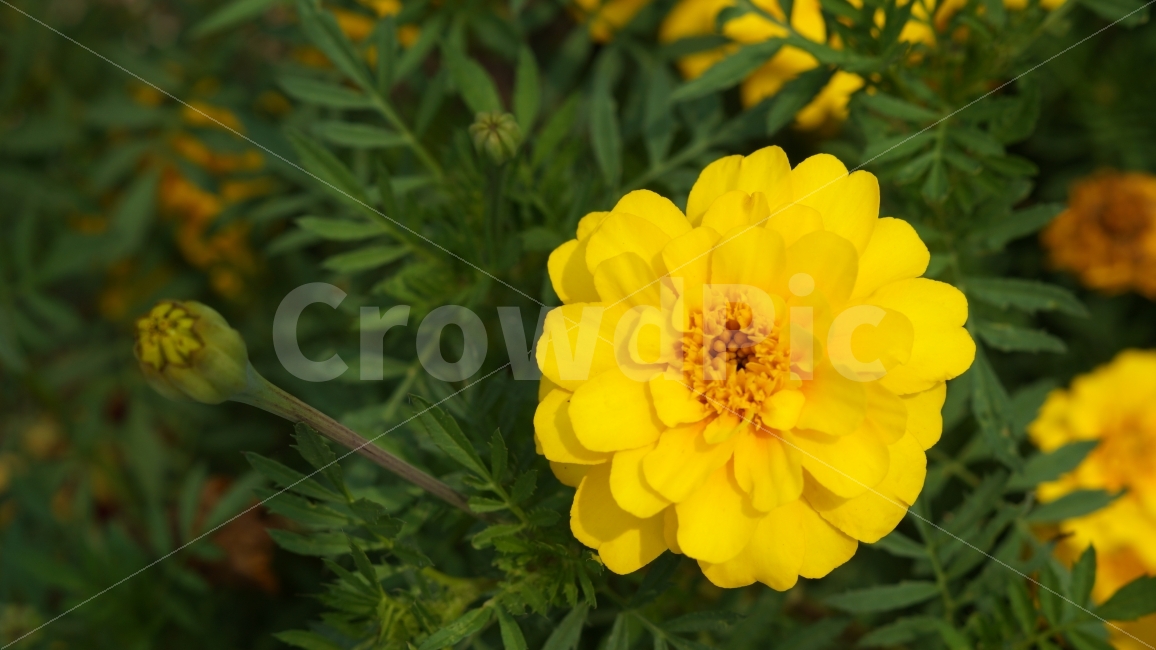 백일홍,꽃,꽃사진,여름꽃,광양,식물,자연,plants,nature,꽃,flower