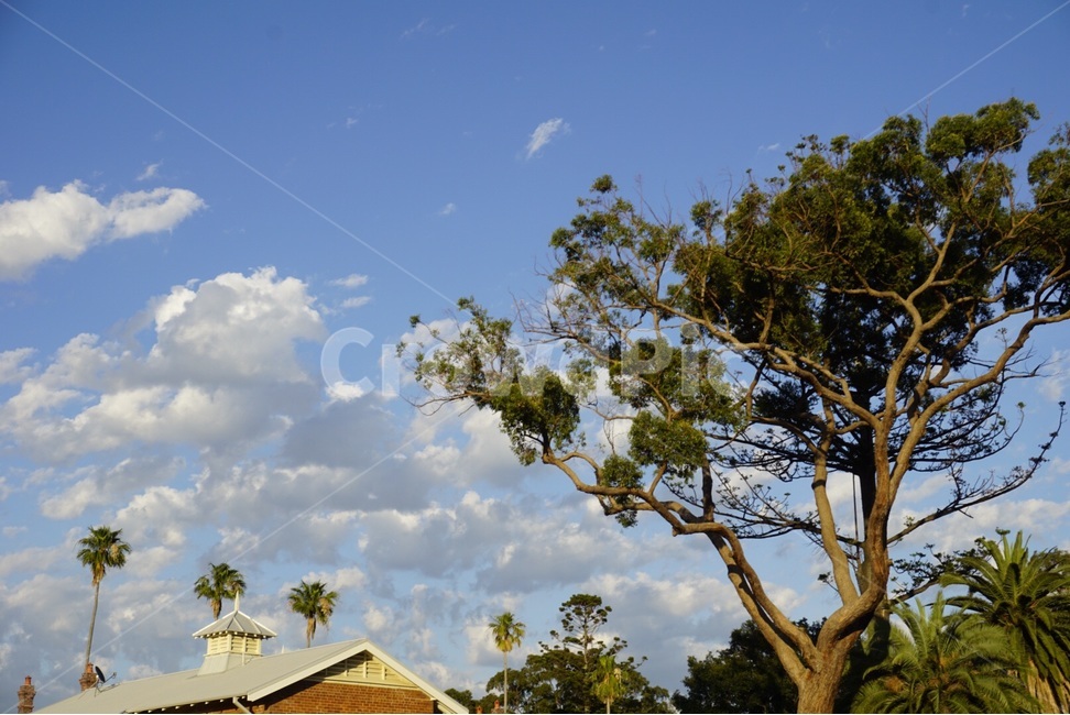 시드니,Sydney,자연,nature,풍경,scenery,하늘,sky,구름,cloud,나무,tree,호주,australia,식물,자연,plants,nature,나무,trees,wood,건축물,건물외관,exterior,building,structure,architecture,construction