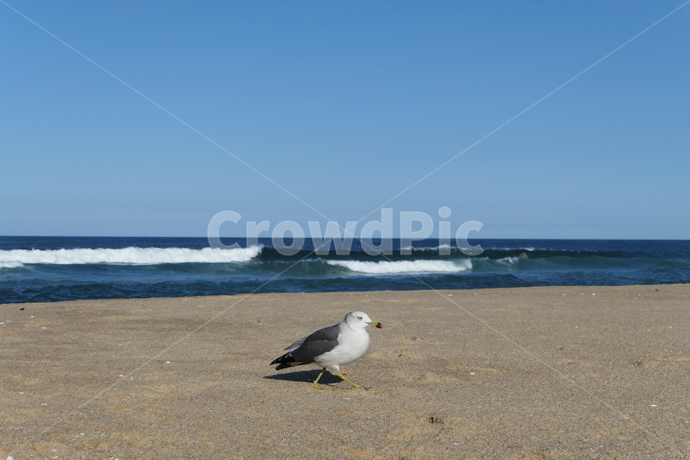 animal,동물,bird,새,seagull,갈매기,sea,sky,하늘,물,water,해안선,바다,자연,nature,옥외,ocean,해변,바다,beach,sea,동물,animal,조류,새,birds