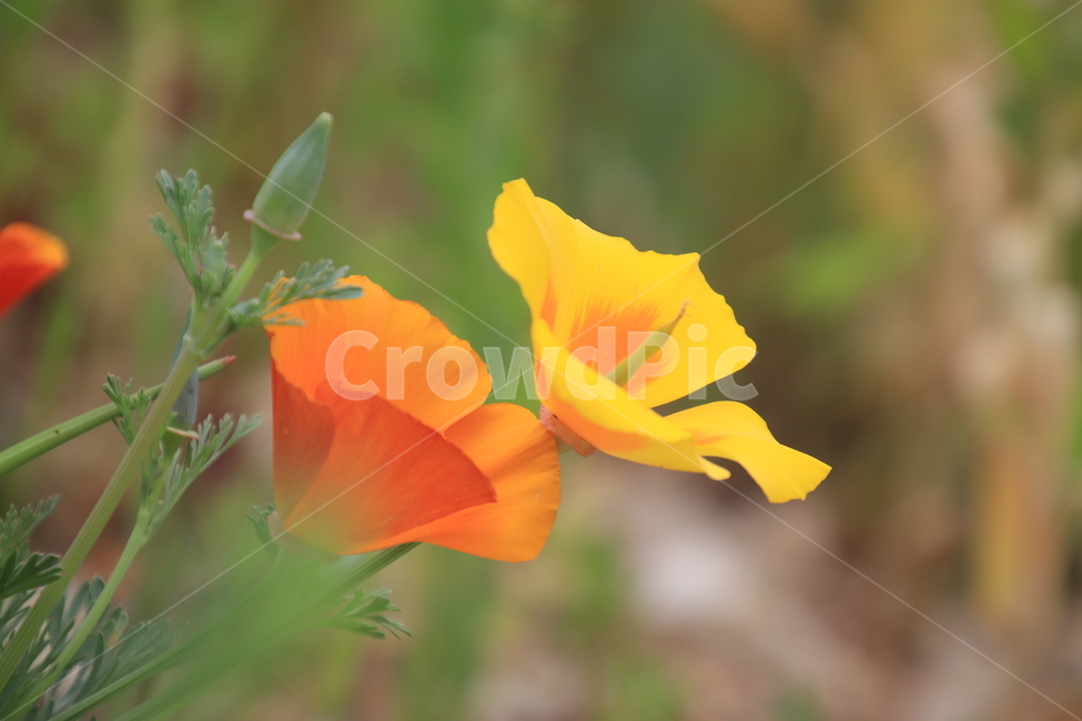 식물,꽃,양귀비,야생화,노랑,식물,자연,plants,nature,꽃,flower