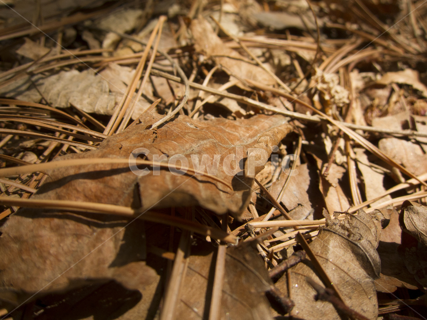 나뭇잎,갈색잎,낙엽,브라운,brown,가을,계절,fall,autumn,season