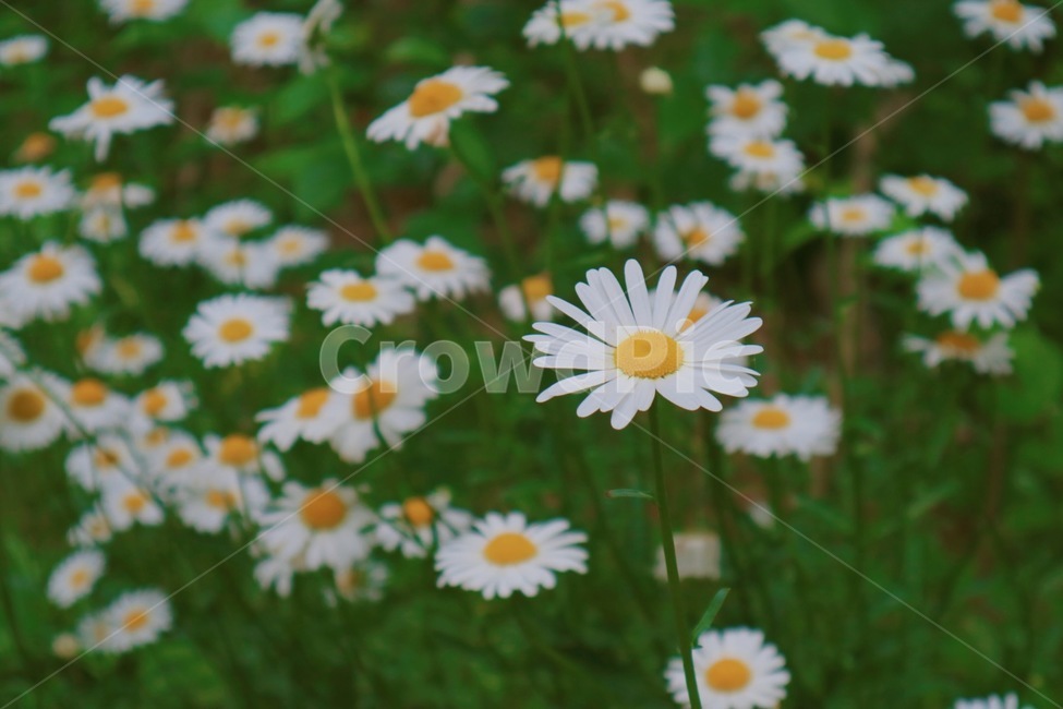 구절초,하얀꽃,꽃,국화과,꽃동산,식물,자연,plants,nature,꽃,flower