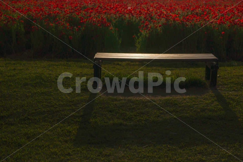 의자,기다림,꽃밭,감성,몽환,시선,스냅,자연,풍경,nature,landscape,휴식,힐링,rest,relaxation,healing,bench,벤치