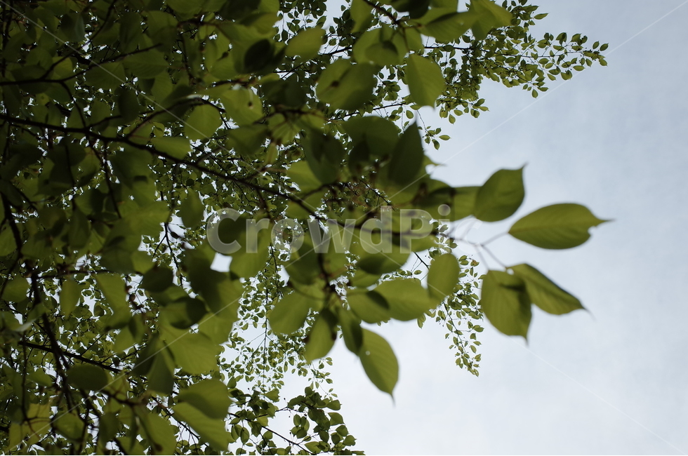 나뭇잎,봄,새싹,하늘,풍경,식물,자연,plants,nature