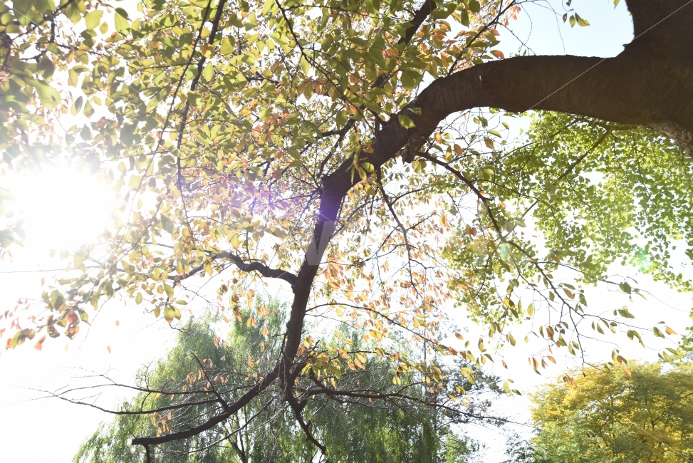 빛,나무,단풍,그린,주홍,식물,자연,plants,nature,나무,trees,wood,휴식,힐링,rest,relaxation,healing