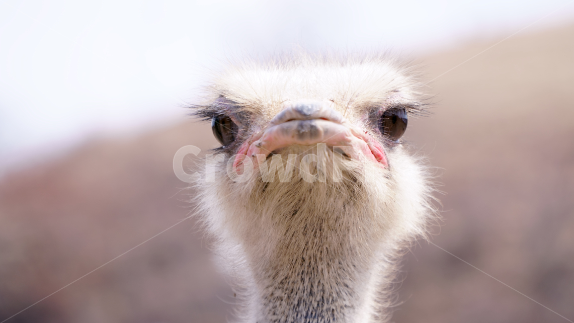 동물,타조,눈,털,야생,동물,animal,조류,새,birds