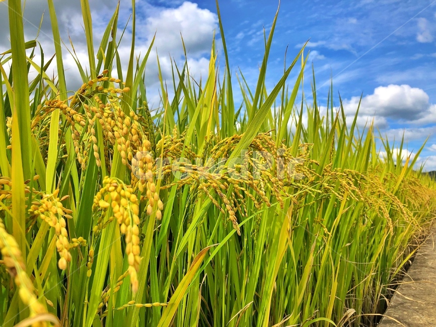 가을,하늘,구름,벼,추수,풍년,식물,자연,plants,nature,산업,industry,industrial,농업,농사,agriculture,farming,farming industry