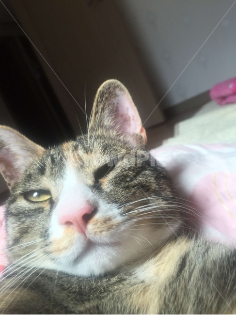 고양이,셀카,셀카고자,뚠냥이,동물