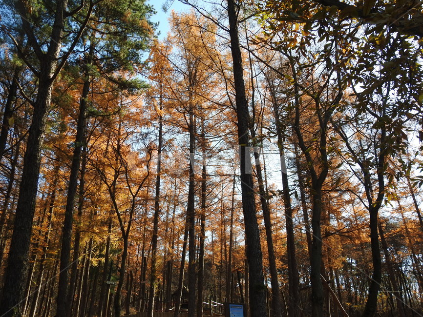 자연,숲속,나무,풍경,가을,가을,계절,fall,autumn,season,자연,풍경,nature,landscape,식물,plants,나무,trees,wood