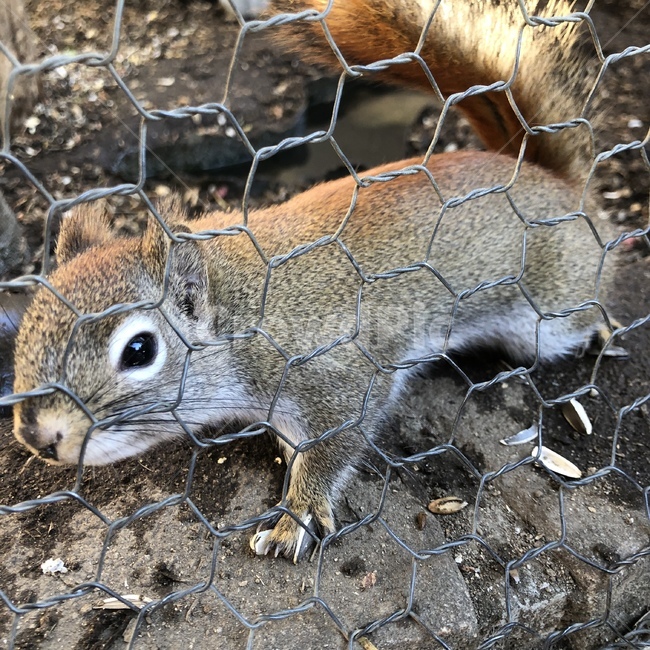 다람쥐,근접샷,동물,털,다람쥐근접,동물,animal,포유류,mammal