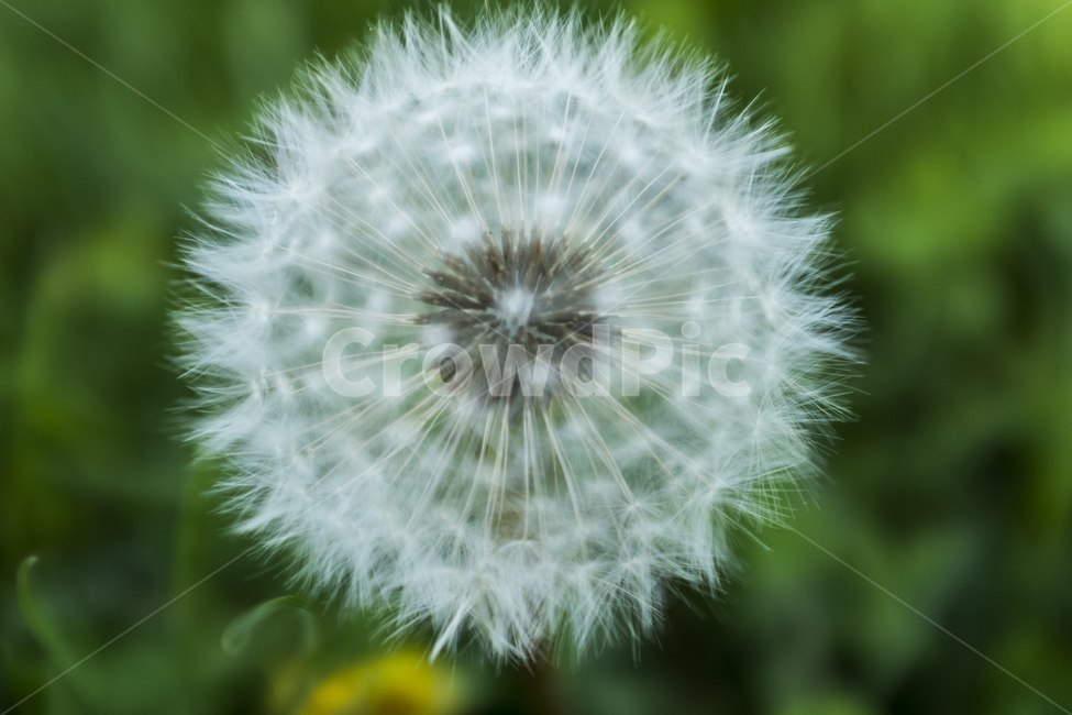 plant,dandelion,식물,민들레,꽃,blossom,화이트,확대,봄,흐림,녹색,하얀,자연,flower,white,closeup