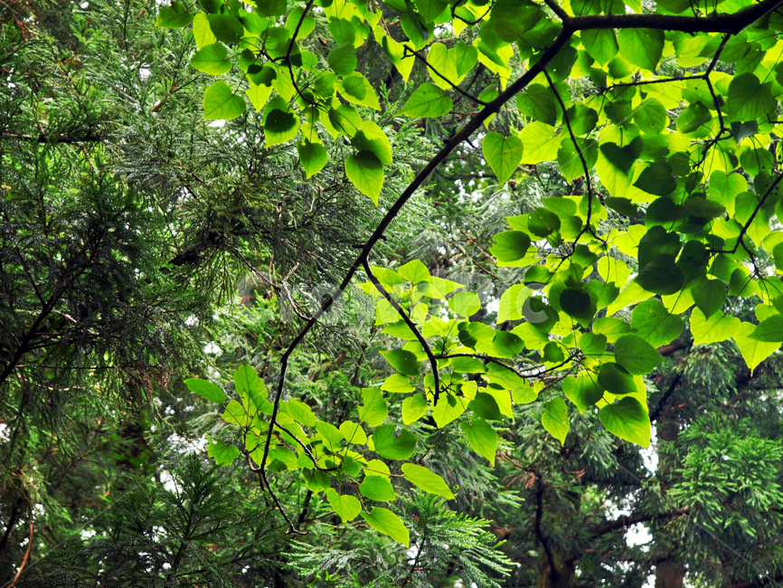 잎,푸른잎,빛,자연,숲,잎새,가지,식물,자연,plants,nature