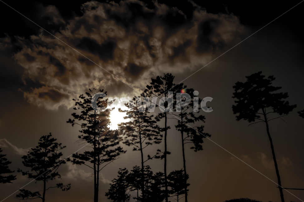 나무,풍경,자연,해,감성,햇살,감성사진,자연,풍경,nature,landscape,weather,날씨,silhouette,실루엣,outdoors,옥외