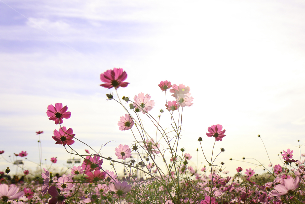 가을,가을감성,코스모스,자연,꽃,분홍색,핑크색,가을,계절,fall,autumn,season,식물,자연,plants,nature,꽃,flower,geranium,제라늄,blossom,plant