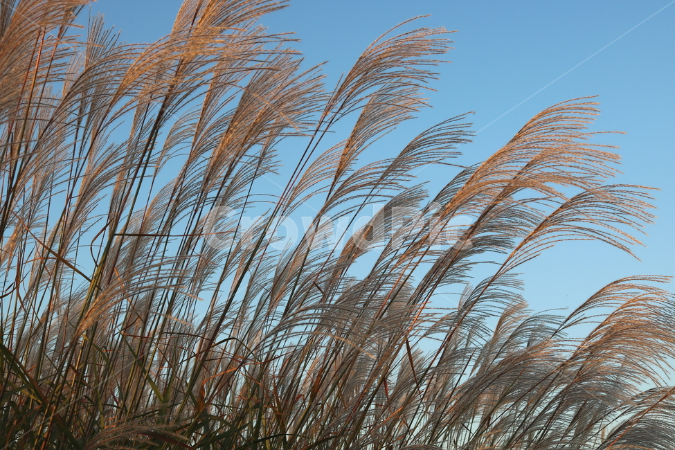 억새,억새풀,식물,자연,가을,벼과,가을,계절,fall,autumn,season,grass,잔디,plant,lawn