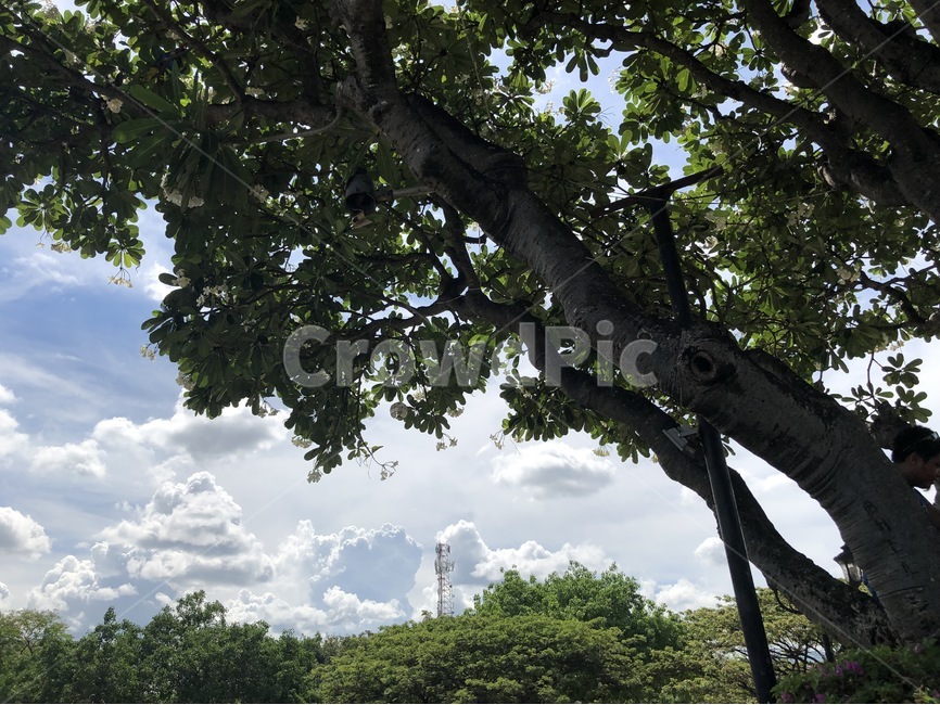 구름,여름,나무,햇빛,풍경,배경,초록색,자연,휴식,식물,plants,nature,rest,healling,cloud