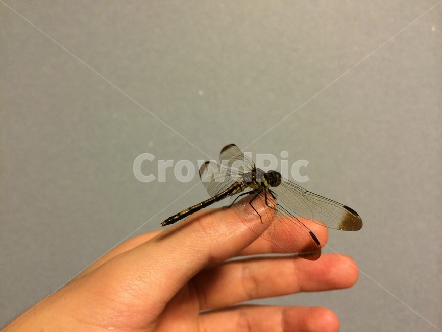 insect,곤충,잠자리,손,인간과곤충,실내,human,인간,person,태극잠자리