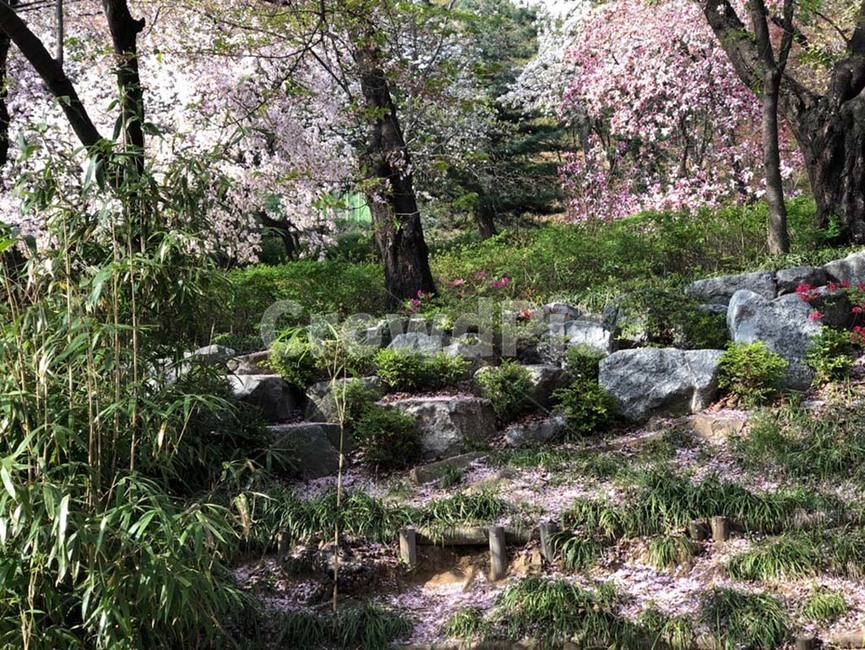 벚꽃,꽃,힐링,산책,휴식,돌,나무,동산,공원,자연,휴양림