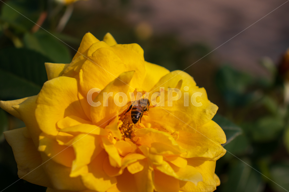 장미,장미꽃,벌,꿀벌,꽃,rose,봄,노란장미,곤충,동물,들장미,야생장미,로즈,식물,자연,여름,꽃잎,잎,만개,만발,야생,들,로맨틱,로맨스,사랑,낭만적인,낭만,아름다움,아름다운,미,공원,야외,정원,뜰,가든,노란색,옐로우,노랑,노란,옐로,계절,배경,바탕,백그라운드,flower,flowers,roses,bee,honeybee,insect,animal,amimals,spring,summer,yellowrose,wildrose,plant,nature,natural,yellow,bloom,blooming,blossom,romantic,romance,love,garden,petal,beautiful,beauty,green,leaf,leaves,wild,season,outdoor,outdoors,background