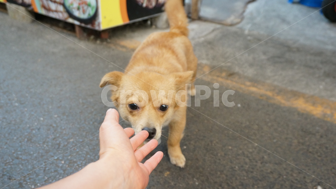 감성사진,강아지,시선,dog,개,pet,동물,animal,인간,포유류,동물,animal,포유류,mammal,개,강아지,dog,doggy