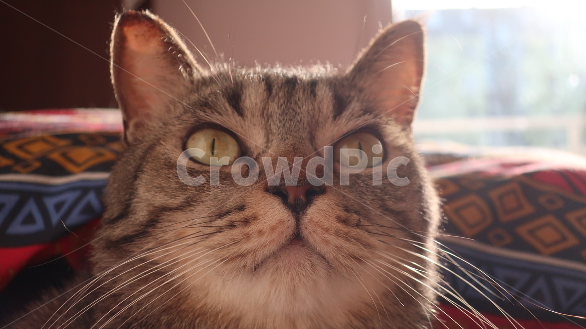 고양이,태비고양이,고등어줄무늬,태비줄무늬,귀여운,포유류,동물,pet,animal,mammal,반려동물,애완동물,반려묘,집고양이,cat,kitty,kitten,아기고양이