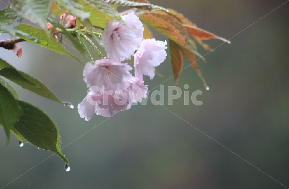 꽃,왕벚꽃,봄꽃,겹벚꽃,봄,flower,spring,cherryblossoms,봄,계절,spring,season,식물,자연,plants,nature,꽃,flower,비,비오는날,rain,rainy,plant,blossom