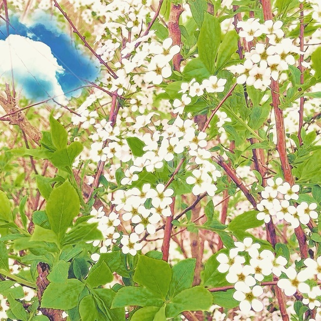 꽃,벚꽃,꽃일러스트,일러스트,식물