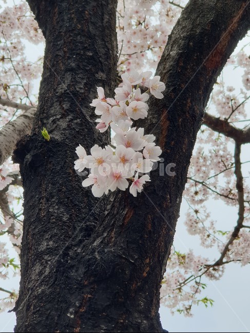 벚꽃,꽃,나무,봄,감성