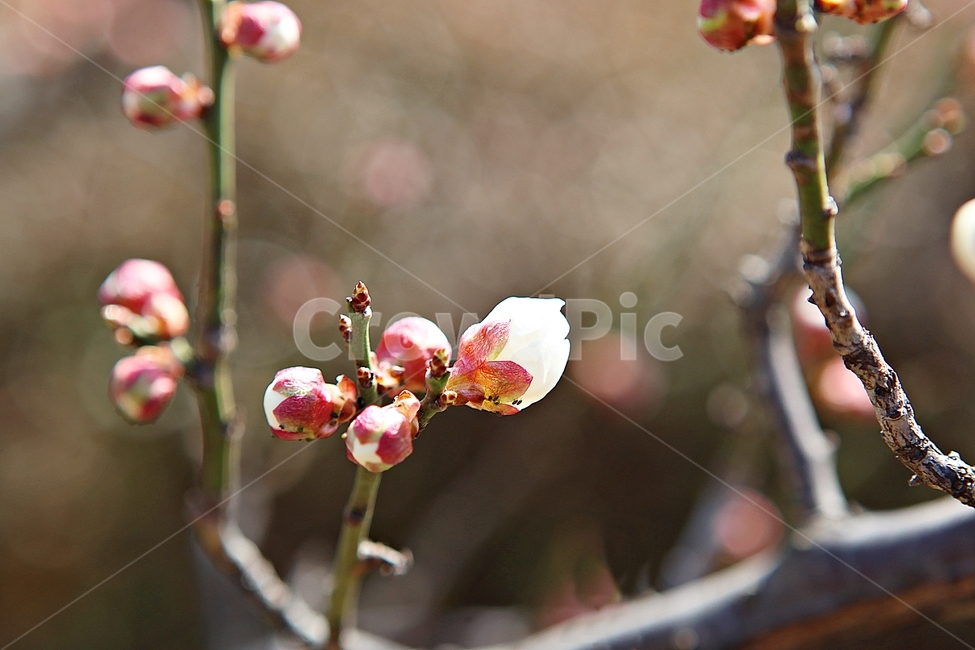 매화,꽃,봄꽃,봄,식물,자연,봄,계절,spring,season