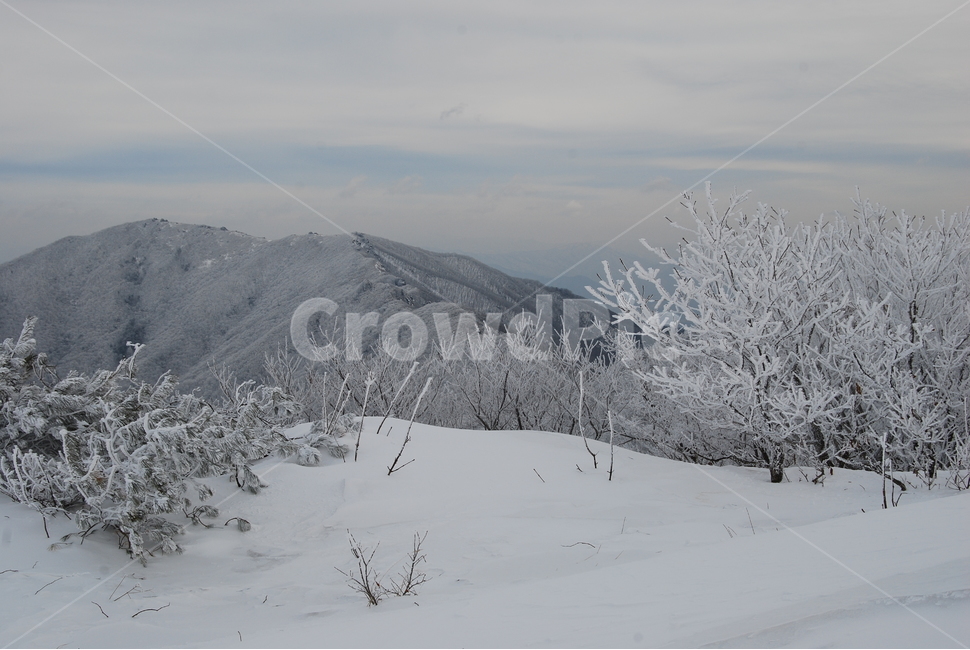 소백산,겨울,설경,snow,자연,겨울,계절,winter,season,자연,풍경,nature,landscape,outdoors,옥외,tree,나무,plant,식물,fir,전나무
