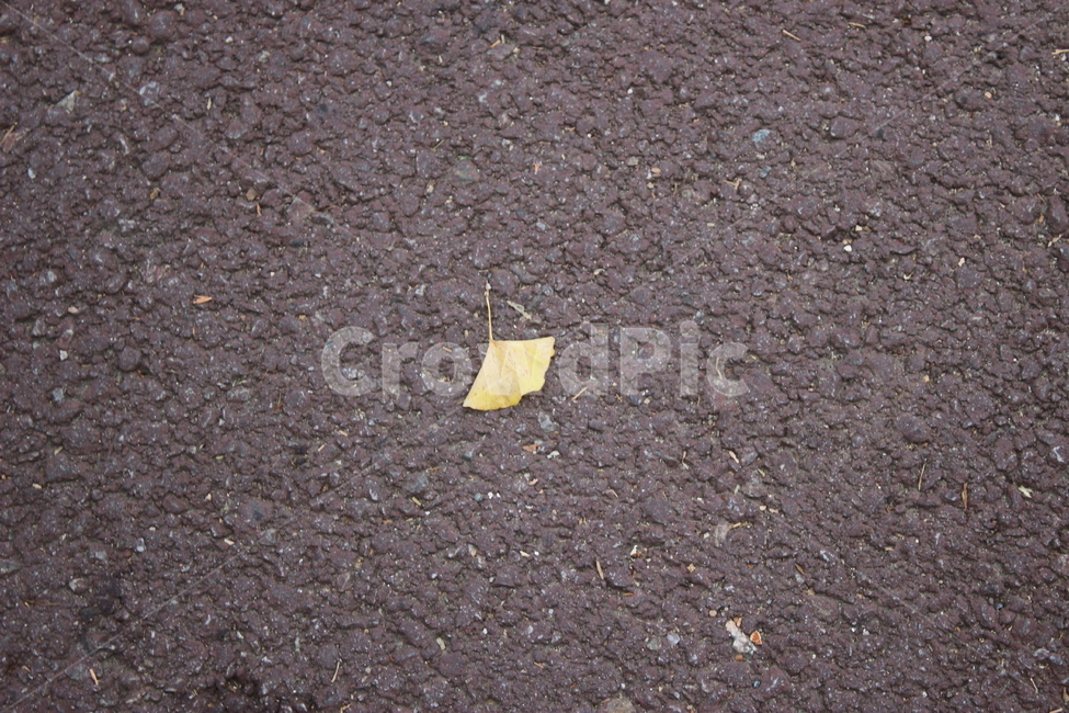 plant,tarmac,leaf,asphalt,ground,아스팔트,식물,타맥,바닥,낙엽,나뭇잎,잎,가을,계절,fall,autumn,season