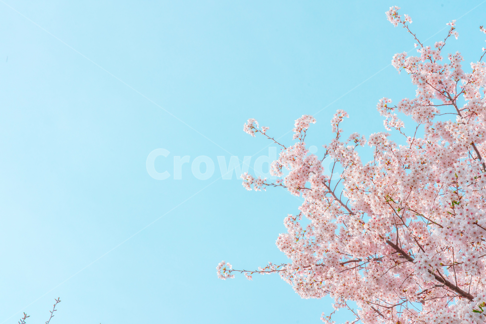 벚꽃,봄,분홍색,하늘색,클로즈업,분위기,빈티지,감성,봄,계절,spring,season,색깔,색상,색채,색감,color sense,color sensitivity,feeling of color,plant,식물