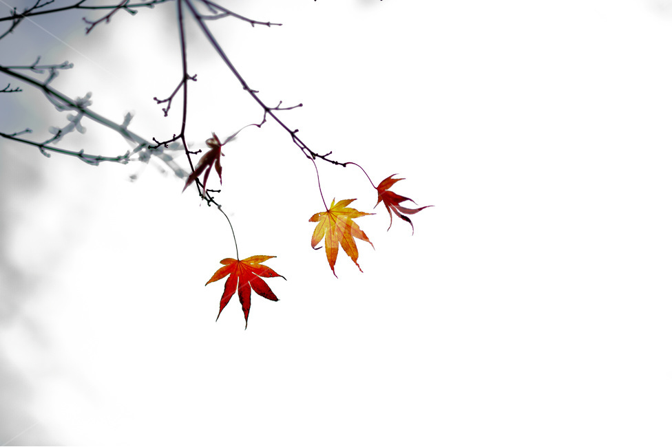 단풍,가을,여백,낙엽,나뭇잎,가을,계절,fall,autumn,season,leaf,잎,plant,식물