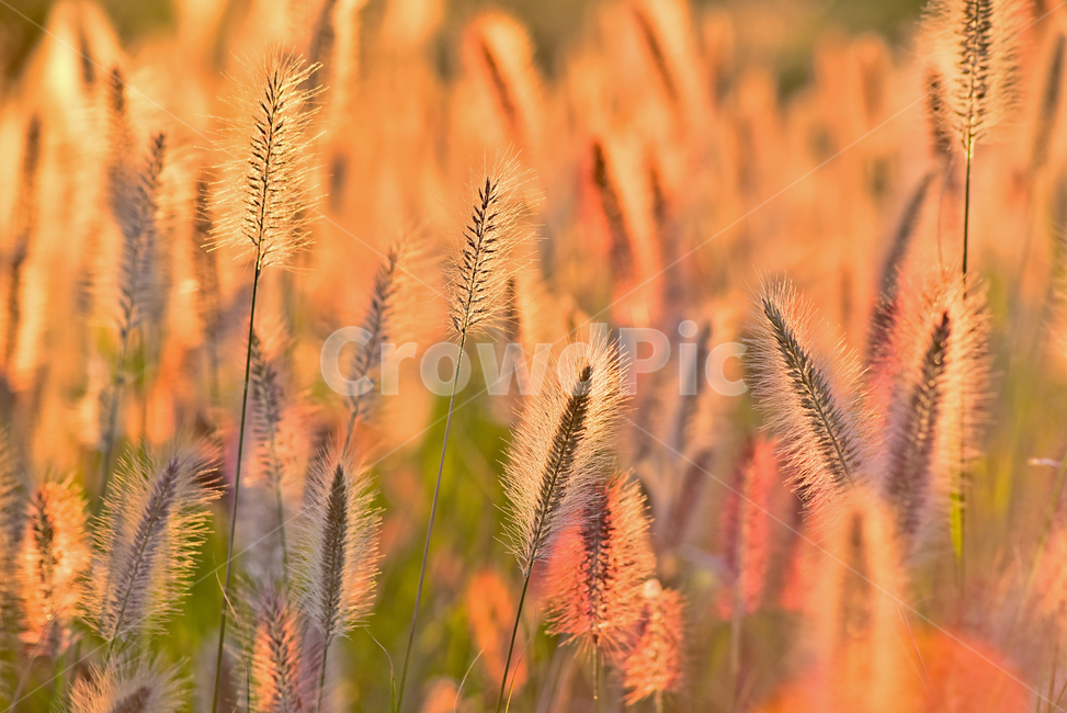 가을,가을배경,감성사진,수크령,석양,일몰,들판,초지,background,season,시즌,계절,야외,옥외,들녘,해질녘,해질무렵,들꽃,식물,야생화,들풀,가을분위기,가을느낌,배경,바탕,백그라운드,10월,9월,일년초,autumn,fall,plant,blossom,잡초,목초,grass,솜털,느낌,필링,분위기,emotional,sensible,feeling,가을,계절,fall,autumn,season,자연,풍경,nature,landscape,한국자연풍경,한국자연경관,korea nature landscape,식물,plants,잔디,lawn