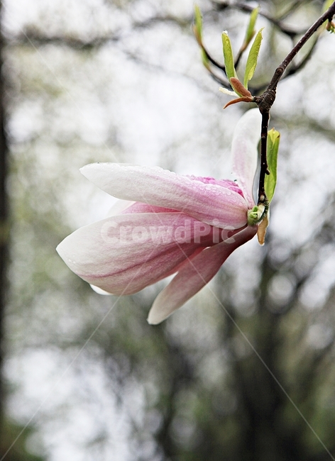 목련,꽃,봄꽃,자연,배경,봄,계절,spring,season,식물,자연,plants,nature,꽃,flower,plant