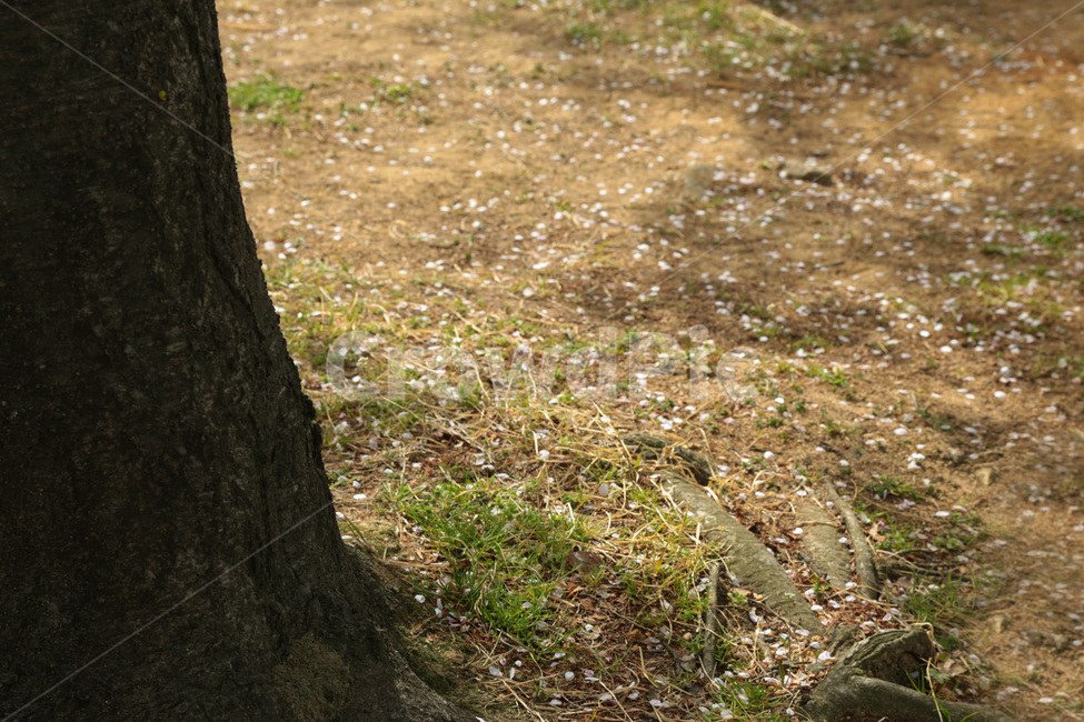 꽃잎,벚꽃잎,나무,꽃,봄,식물,plant,바닥,ground