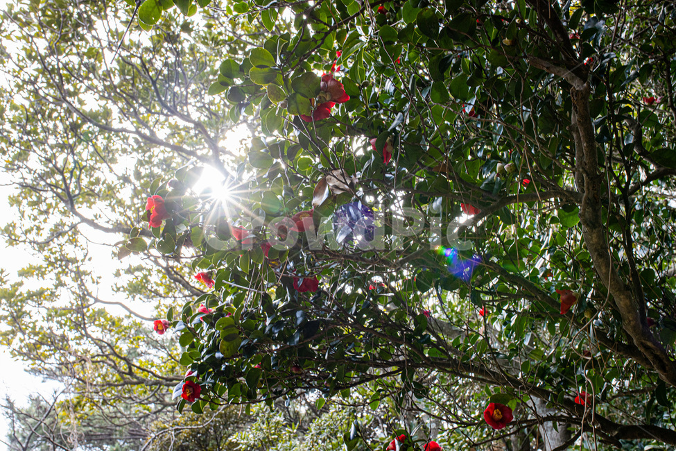 light,빛,plant,식물,동백
