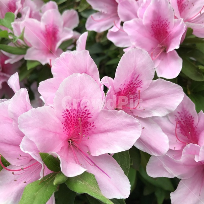 spring,flower,봄,꽃,철쭉