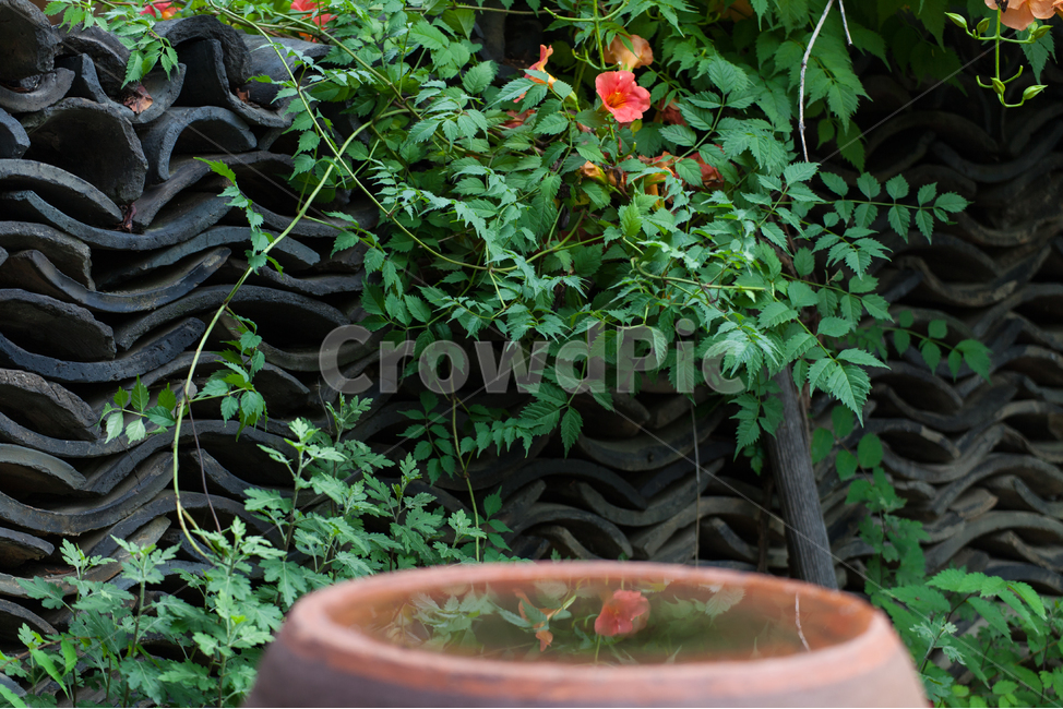 여름,한국적인,꽃,능소화,한국전통,식물,주황색,반영,color,nature,summer,항아리,jar,koreanculture,korean,traditional,plants,flowers,자연,한국전통,한국문화,korean traditional,korean culture,식물,자연,plants,nature,꽃,flower