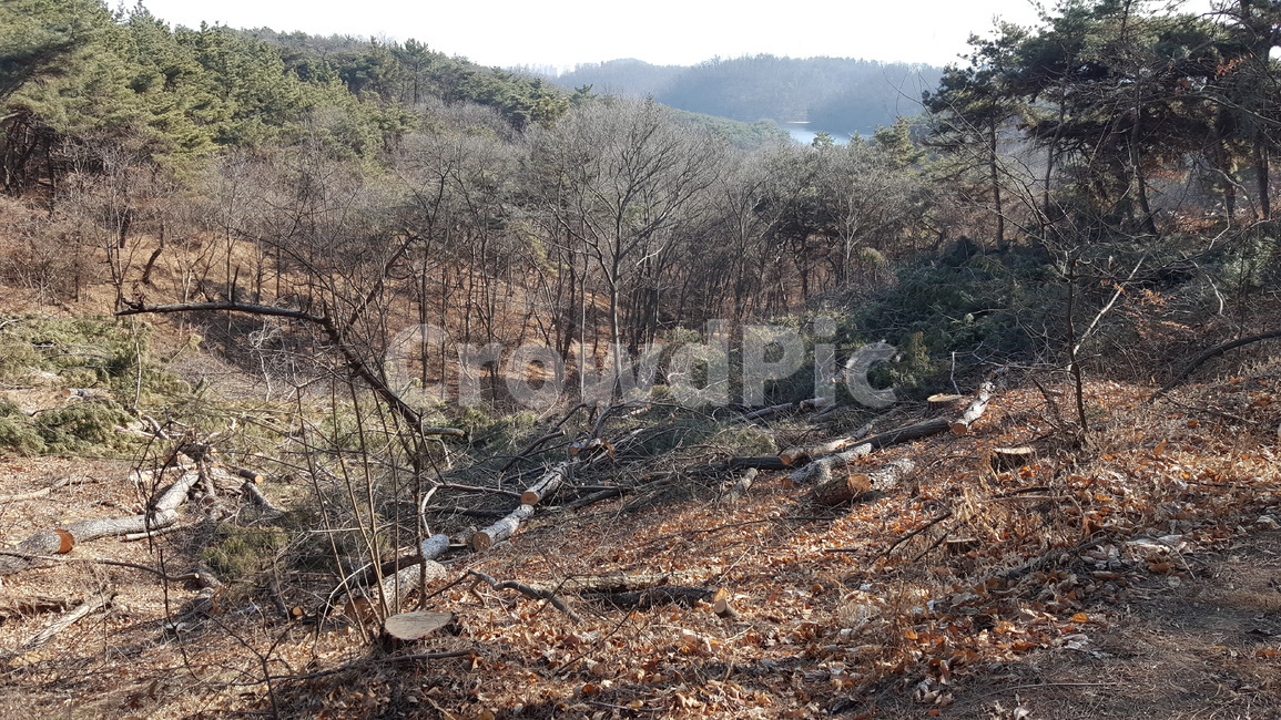 산림파괴,나무,자연회손,개발,건설