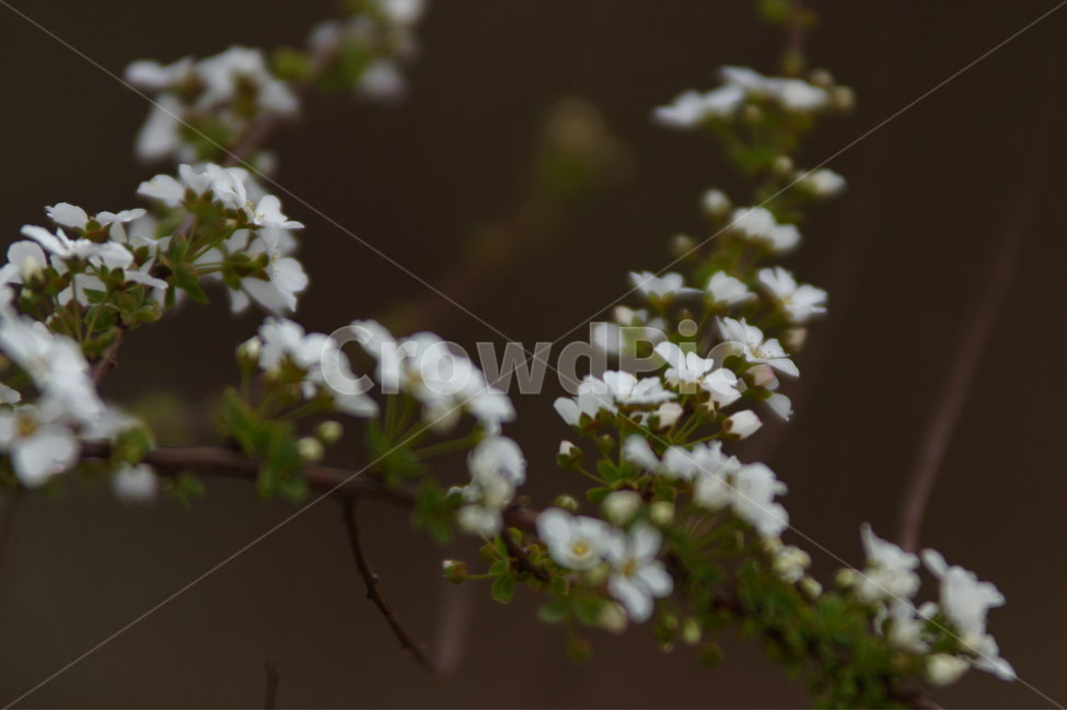 조팝,설류화,야생화,꽃,자연,식물,자연,plants,nature,꽃,flower